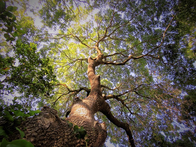 slunca na stromě
